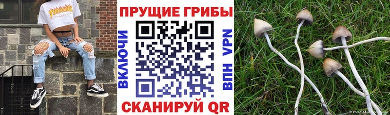 Галлюциногенные грибы ЛСД Кузнецк